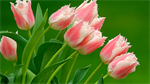 Fond d'écran gratuit de Fleurs - Tulipes numéro 59335